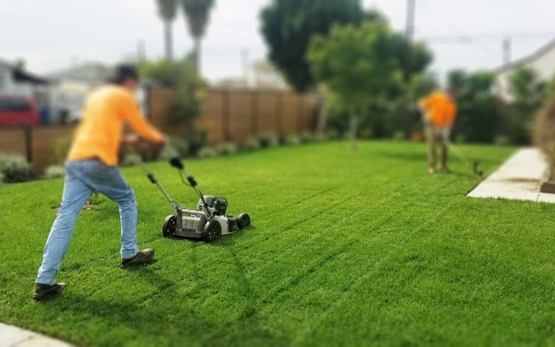 Best Lawn care tips: Get a Perfect Lawn!
