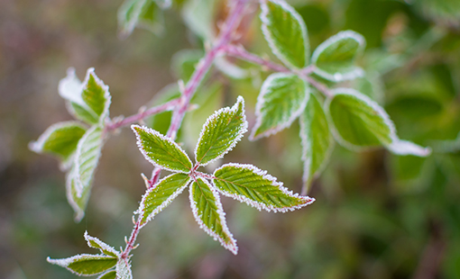 Preparing for Frost: Protecting Plants Before Cold Hits