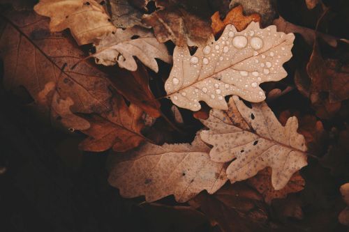 The Hidden Dangers of Wet Leaves on Lawns and Driveways