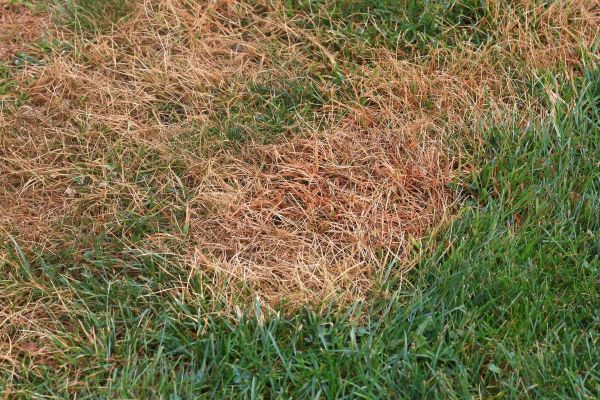 Protecting Your Lawn from Winter Salt Damage